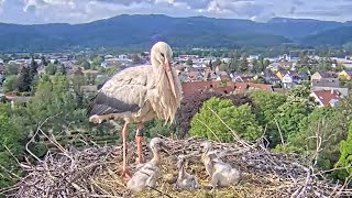 Kirchzarten am 11 Mai 2023  Ein Strick im Storchennest wird fast zum Verhängnis [upl. by Nivlek]