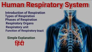 Human Respiratory System  Anatomy amp Physiology in hindi  Structure  Organ  Function [upl. by Hessney]