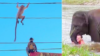 The Most Heroic Animals in the World  Ozzy Man Reviews [upl. by Aliac]