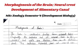 Morphogenesis of Brain  Development of gastrointestinal Tract development [upl. by Hakkeber]