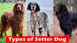 Difference Between Irish Setter English Setter And Gordon Setter [upl. by Rennerb]