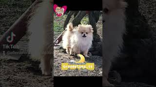 Spitz di Pomerania cuccioli Volpino tedesco Milano Crema Bergamo Lodi Piacenza [upl. by Hannahs]