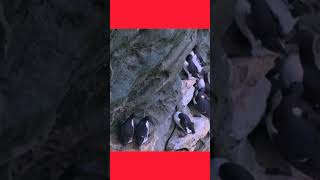 Murre Bird Facts MurreBirdSeabirdsBirdWatching [upl. by Ehttam280]