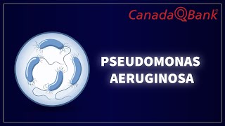 Pseudomonas Aeruginosa [upl. by Arlin]