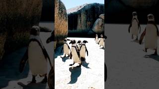 The cute penguin shorts animalfacts shortvideo penguin [upl. by Aratehs]