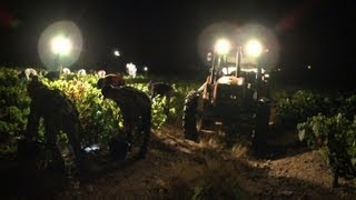 First grape harvest begins for Beaujolais [upl. by Tupler474]