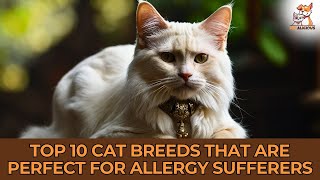 Top 10 Cat Breeds Perfect for Allergy Sufferers 🐱✨ Hypoallergenic Cats List CatBreeds cat [upl. by Lletnom498]