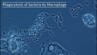 Macrophage eat bacteria under the microscope [upl. by Alliber]