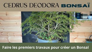 CEDRUS DEODORA BONSAÏ [upl. by Ninnetta]