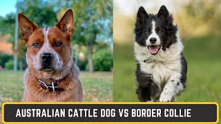 Why I Chose a HEELER Over a Border Collie [upl. by Alison]