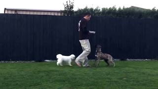 Train Dog Walk Backwards Left and Right Heel [upl. by Stubstad]