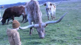 Texas Longhorns  Longhorn Cattle Ranch  Stark Ranch [upl. by Madelyn352]