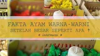 Fakta Ayam DOC WarnaWarni ketika besar seperti apa [upl. by Aivon]