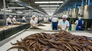 How Millions of Eels Are Processed in a Factory  Eel Production Process [upl. by Aramad668]