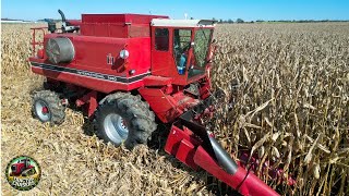 International Harvester 1460 Combine Harvesting Corn [upl. by Maurreen]