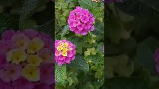 bellísima flor de lantana💐🍀❤️ lantanas flores suscribete 🌄🏞️🌴🌳🌲🌷🌻🌾🌺🏵️🦋🐦🐝🦉❤️ [upl. by Aizan]