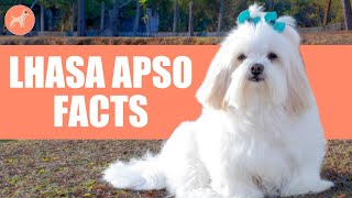 Lhasa Apso Dog Breed 9 Amazing Facts You Must Know [upl. by Bee]