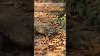 “Komodo Dragon vs Anaconda Who’s the Ultimate Predator” shorts viral animalkingdom [upl. by Hars285]