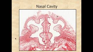 Histology of the respiratory system Olfactory epithelium [upl. by Namara]