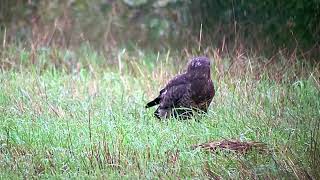 Buizerd speurt grond af aan mijn Trektelpost in het Prinsenpark Zaterdag 28 september 2024 [upl. by Marih]