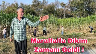 Maralfalfa Ekimi Zamanı Geliyor Telaşlı Günler Başladı [upl. by Uhej]