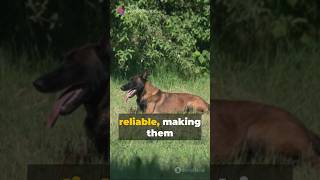 Dutch Shepherd VS Belgian Malinois🐕🐶 shortsfacts dog trending shortsfeed btsmusicvscricket [upl. by Mareah]