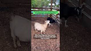 ALOD Rescues 2 Nigerian Dwarf Goats [upl. by Sallyann]