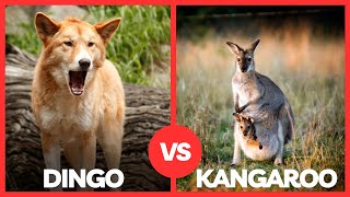 Dingo vs Kangaroo  Who Reigns Supreme in Australias Wild Kingdom [upl. by Ythomit4]