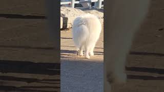 Samoyeds relaxing walk [upl. by Orozco553]