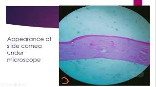 Histology of cornea and retina [upl. by Odnaloy]