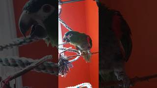 🤣 Hip little hahns macaw tells me to step up then digs crazy jazz jam 🎶🎵 hansmacaw [upl. by Attelrac]