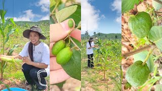 បាន​ពោត​ញុំា​ហើយ​ 🌽 និង​ផ្លែ​ឈើ​ផ្សេង​ៗ​ ឆាប់ៗ​នេះ​ សប្បាយ​ចិត្ត​ណាស់​ ❤️ [upl. by Hermina]