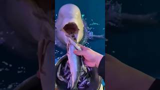 Dolphinfish lovedolphins dolphin dolphindiscovery aquarium animals food shortsvideo facts [upl. by Hisbe94]