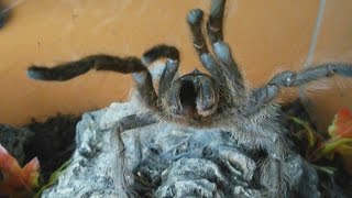 Very rare aggressive HISSING tarantula Monocentropus lambertoni Inferion7 [upl. by Yelmene]