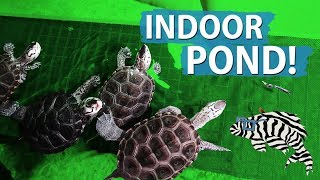 Indoor Pond Update New Turtle Basking Dock [upl. by Mapel]