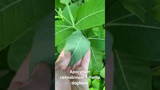 Apocynum cannabinum Hemp dogbane in Pennsylvania [upl. by Gus]