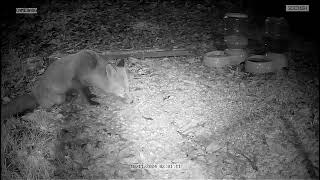 White tip the Fox in my garden [upl. by Hrutkay970]