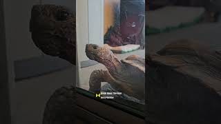 Sonoran desert tortoise loves going inside tortoise turtle arizona sonorandesert tortoiseslife [upl. by Eirrotal]