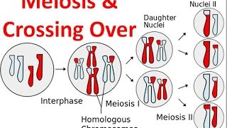 Meiosis amp Crossing Over [upl. by Marston858]