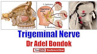 Trigeminal Nerve Ophthalmic Maxillary and Mandibular Nerves Dr Adel Bondok [upl. by Aisyle]