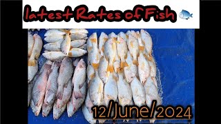 Fish Video  Latest Rates of Fish Karachi fishery Market on 1262024 [upl. by Berke]