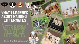 What I Learned About Raising Littermate Puppies After Raising 2 Sets of Littermates [upl. by Paviour751]