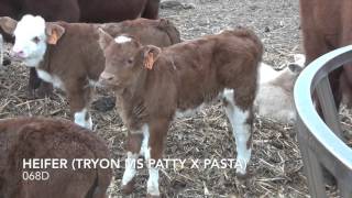 2016 ET Fleckvieh Calves [upl. by Rahas]