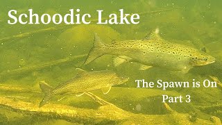 Underwater Drone Footage Schoodic Lake The Spawn is On Part 3 [upl. by Akemehs163]