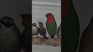 OrangeBreasted Waxbill gets bullied by RedThroated Parrotfinch [upl. by Santana]