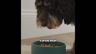 Pure Pet Food  Our Story [upl. by Mcadams]