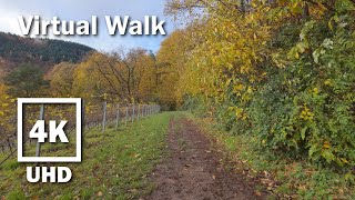 Virtual Walk beautiful autumn Vineyard  4K UHD Stereo  no Music  21 [upl. by Fronia]