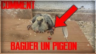 TUTO COMPLETCOMMENT BAGUER UN PIGEON [upl. by Boudreaux]