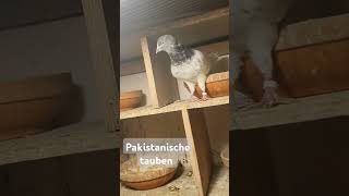 Pakistanische tauben pigeon srilankanbirdsgermanypigeonlandingsrilanka Freitag 08112024🕊🕊🕊🥰🥰 [upl. by Aramat57]