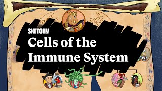 Immune System Cells amp Functions Part 1  Sketchy Medical  USMLE Step 1 [upl. by Atsocal]